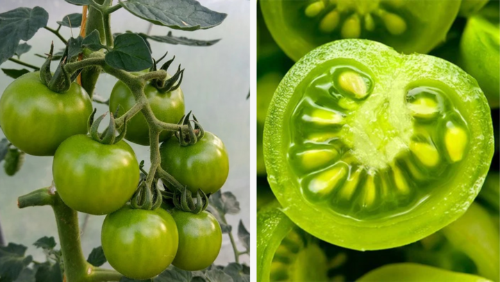 Có nên ăn cà chua xanh?