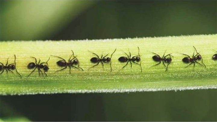 Tại sao kiến thường bò theo một đường thẳng?