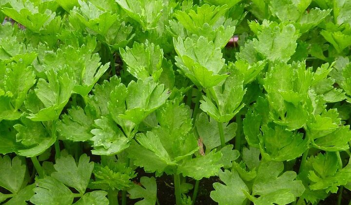 Tại sao nhiều người bỏ hết lá khi ăn cần tây?