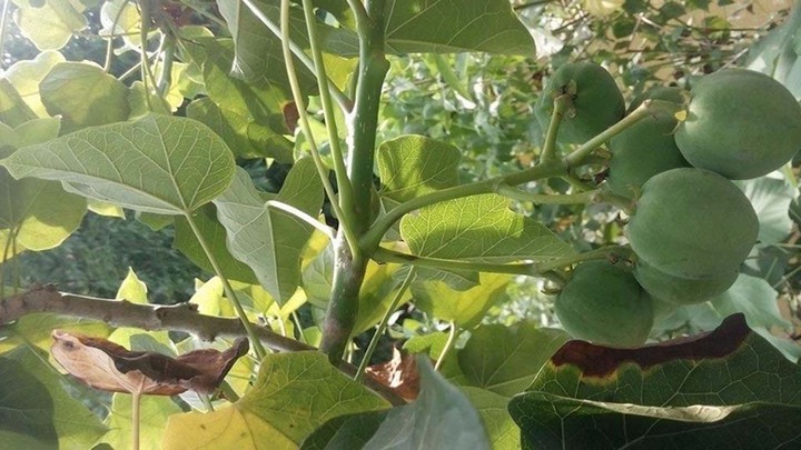 40 học sinh nhập viện cấp cứu sau khi ăn quả vông