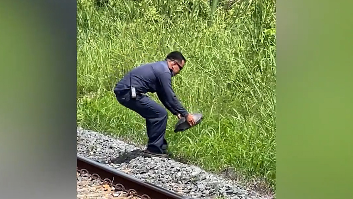 Dừng cả đoàn xe lửa, người lái tàu cứu chú rùa ra khỏi đường ray