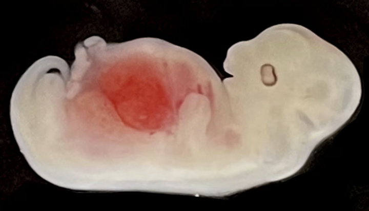 Tạo ra bộ phận cơ thể người đầu tiên trên thân động vật: Triển vọng và tranh cãi