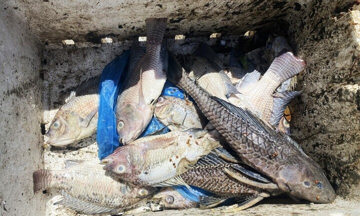 Sốc nhiệt khiến cá chết hàng loạt tại Phú Yên