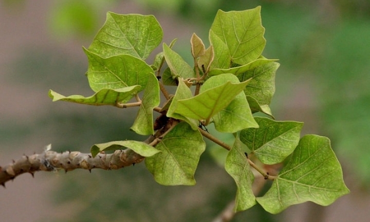 Cây lá vông có tác dụng gì?