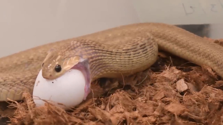 Loài rắn giữ kỷ lục về nuốt con mồi kích thước lớn