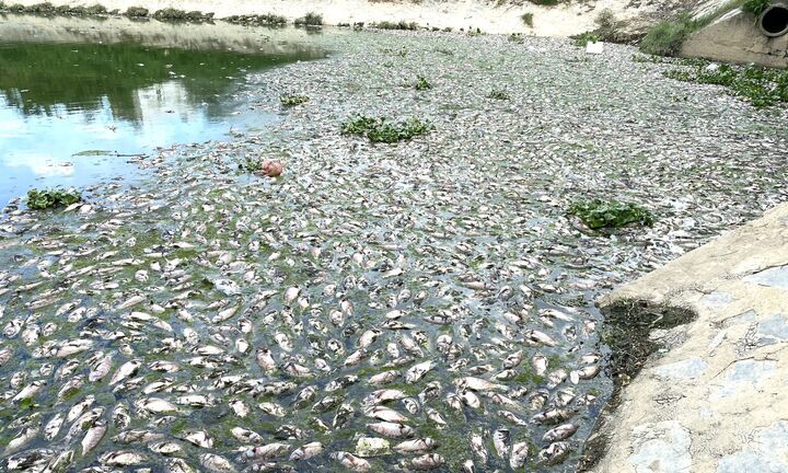 Thu gom gần 4 tấn cá chết nổi trắng kênh Đa Cô ở Đà Nẵng