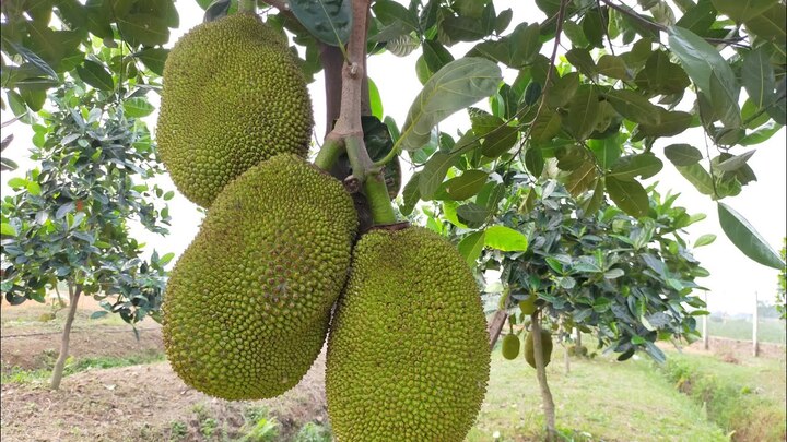 Loại cây ăn quả trong vườn nhà là 'vựa thuốc quý', ít người biết dùng