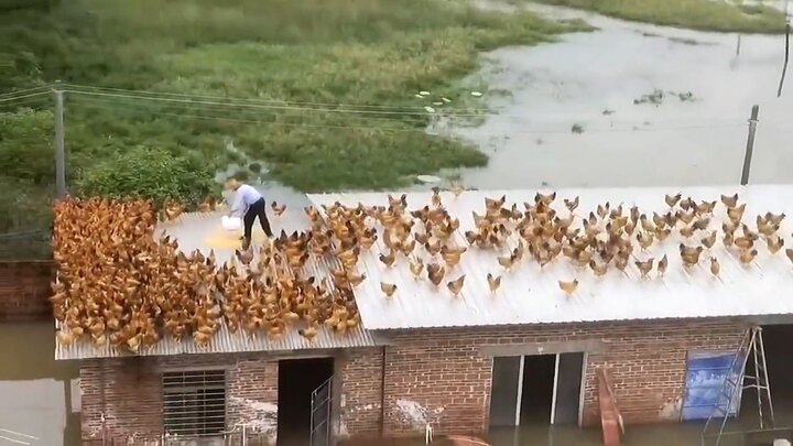 Nước lũ dâng cao, người đàn ông biến mái nhà thành trang trại nuôi gà 