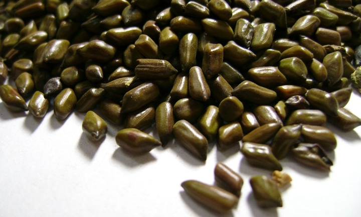 Hạt muồng có tác dụng gì?