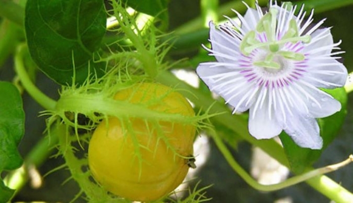 Tác dụng của cây lạc tiên không phải ai cũng biết