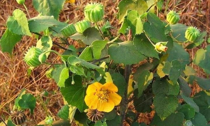 Tác dụng của cây cối xay với sức khoẻ