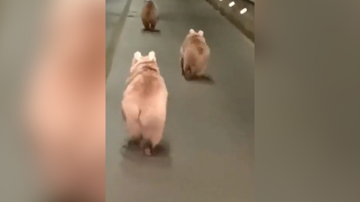 Bất ngờ 3 chú gấu con chạy trên đường cao tốc