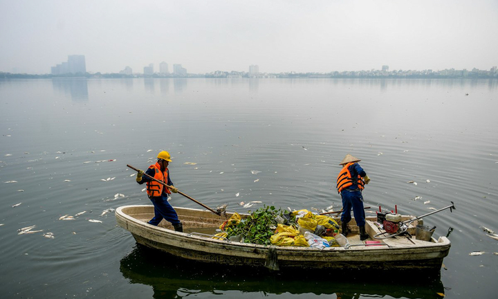 Lại xuất hiện cá chết ở Hồ Tây, dân ám ảnh vì mùi hôi nồng nặc