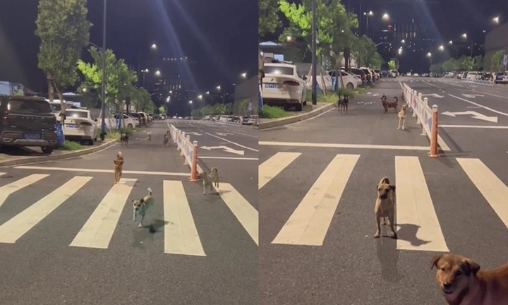 Bị đàn chó hoang bao vây, cách cô gái đối phó khiến dân mạng vừa bật cười vừa nể