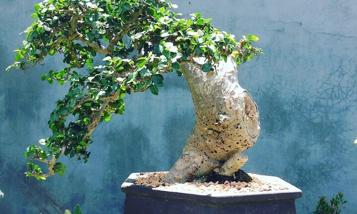 Có nên trồng cây duối trong nhà?