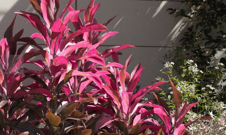 Ý nghĩa phong thủy của cây huyết dụ