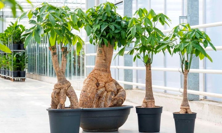Những loại cây phong thủy nên trồng trong nhà