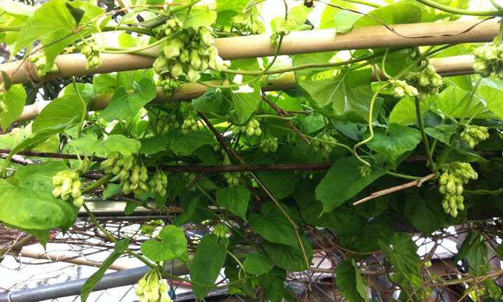 Có nên trồng hoa thiên lý trước nhà?