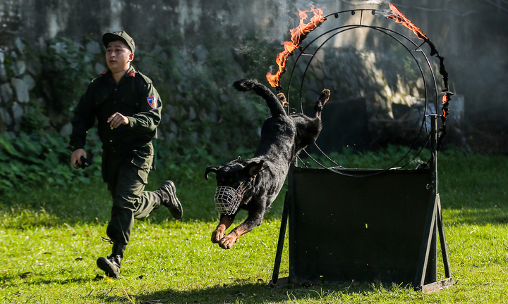 Xem cảnh khuyển vượt lửa, quật ngã tội phạm cứu người