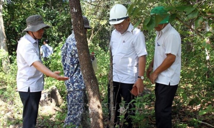 Khẩn trương điều tra, xử lý vụ 'đầu độc cây rừng tự nhiên' tại Ninh Thuận