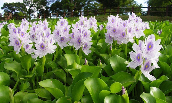 Công dụng chữa bệnh của cây lục bình