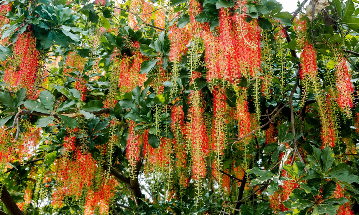 Có nên trồng cây lộc vừng trước nhà?