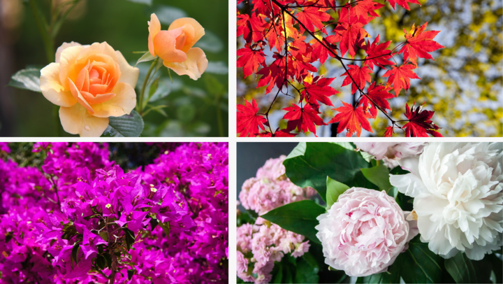 4 loại cây nên trồng vào mùa thu