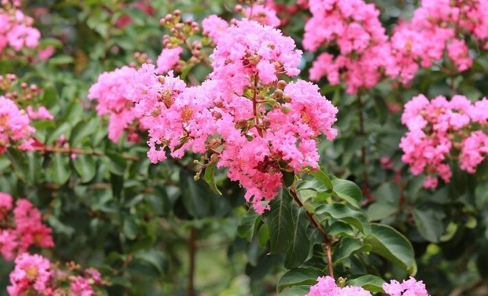 Có nên trồng hoa tường vi trước nhà?