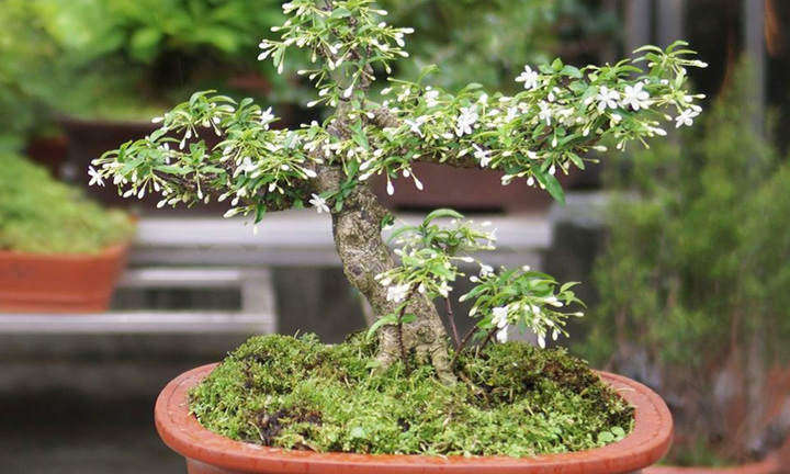 Có nên trồng cây mai chiếu thủy trước nhà?