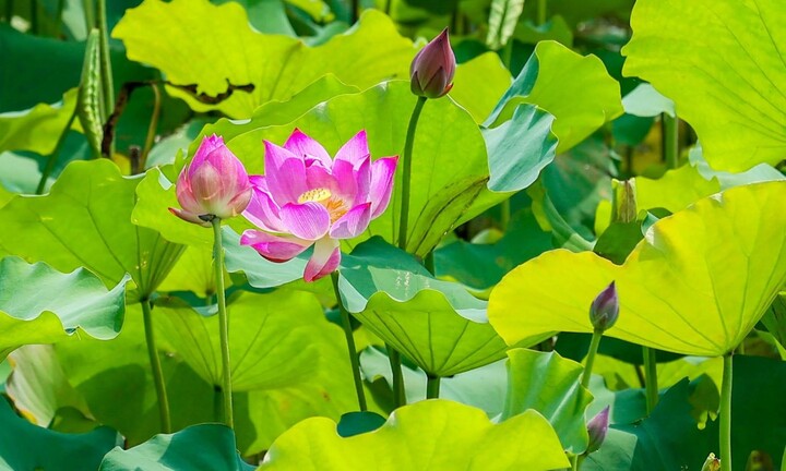 Có nên trồng sen trong nhà?