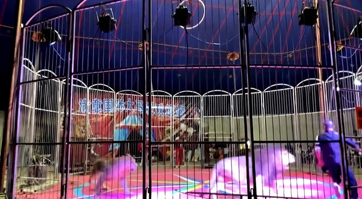 Sư tử tấn công người huấn luyện khi đang biểu diễn 