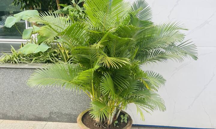 Lý do nên trồng cau cảnh trước nhà