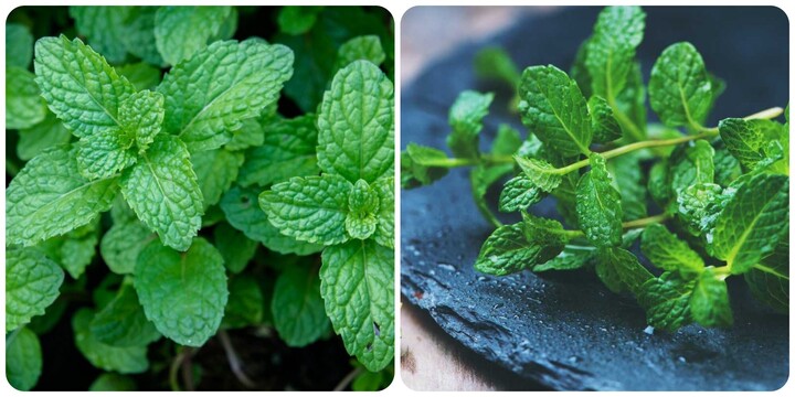 Húng lủi có tác dụng gì?