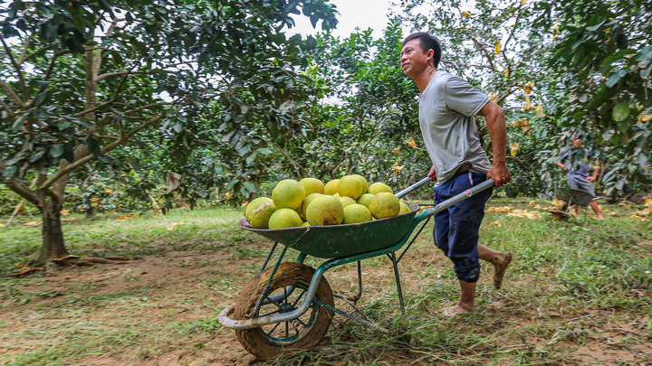 Nông dân Hà Tĩnh gấp rút thu hoạch bưởi sau lũ