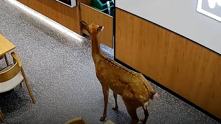 Hươu hoang dã bất ngờ chạy vào cửa hàng đồ uống ở Trung Quốc