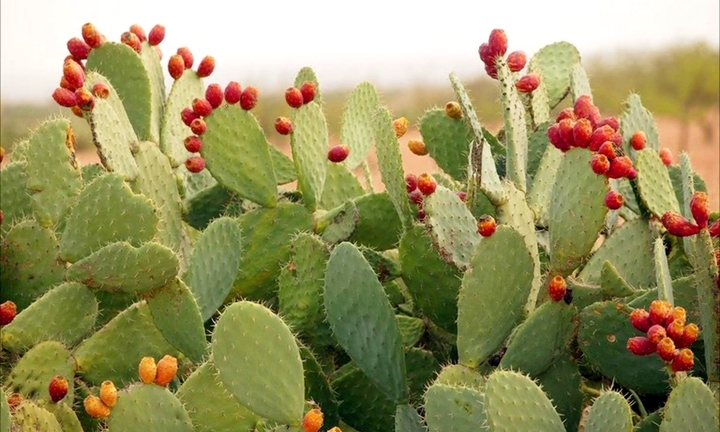 Những cây kiêng kỵ trồng trước nhà