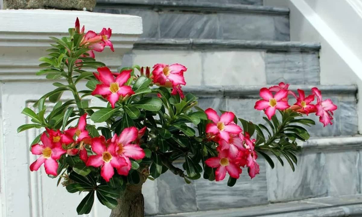 Có nên trồng cây hoa sứ trước nhà? 