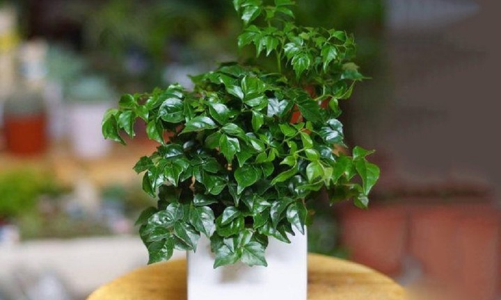 Ý nghĩa đặc biệt của cây hạnh phúc