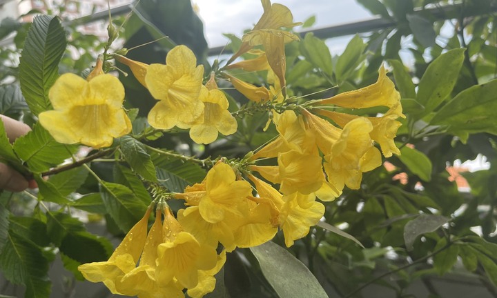 Ý nghĩa phong thủy của cây chuông vàng