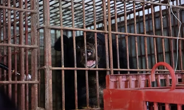 Trung tâm cứu hộ ở vườn quốc gia Bạch Mã lần đầu tiếp nhận 2 con gấu