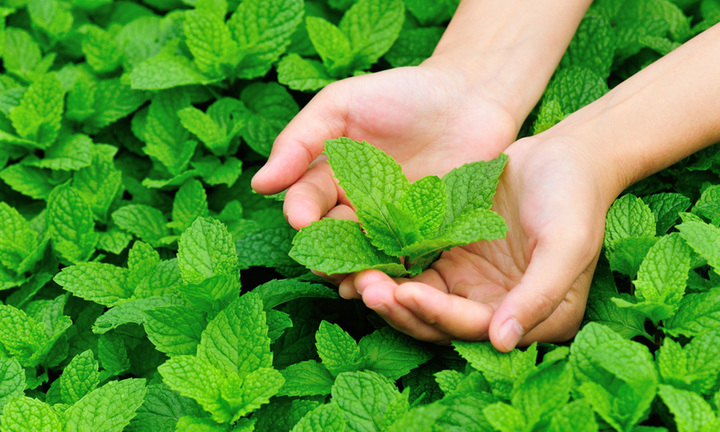 Có nên trồng cây bạc hà trong nhà?