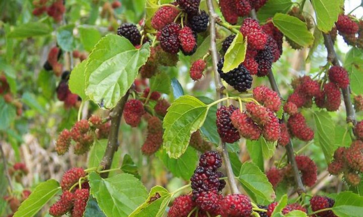 Có nên trồng cây dâu tằm trước nhà?