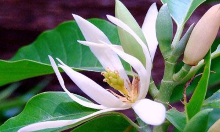 Có nên trồng hoa ngọc lan trước nhà? 