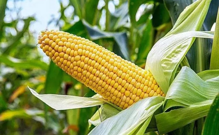 4 loại thực phẩm quen mặt bất ngờ 'xuyên không' trong kiếm hiệp của Kim Dung