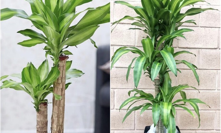 Có nên trồng cây thiết mộc lan trong nhà?