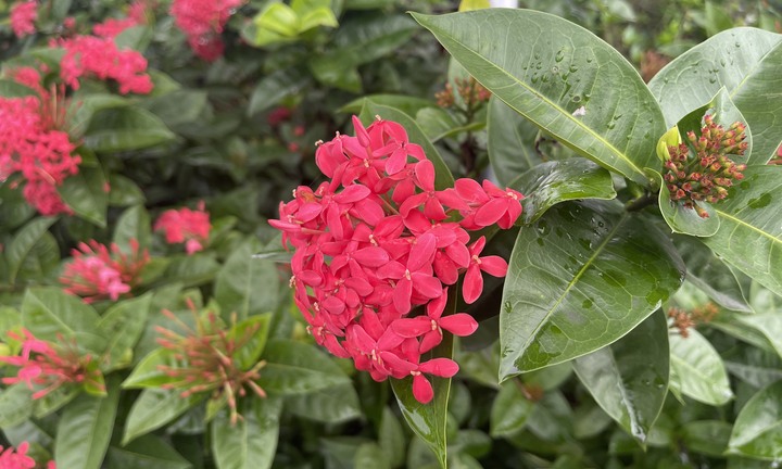 Có nên trồng hoa mẫu đơn trước nhà?