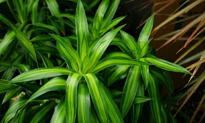 Có nên trồng cây trúc bách hợp trong nhà?