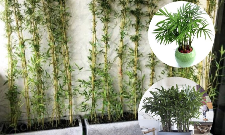 Có nên trồng cây trúc trước nhà?
