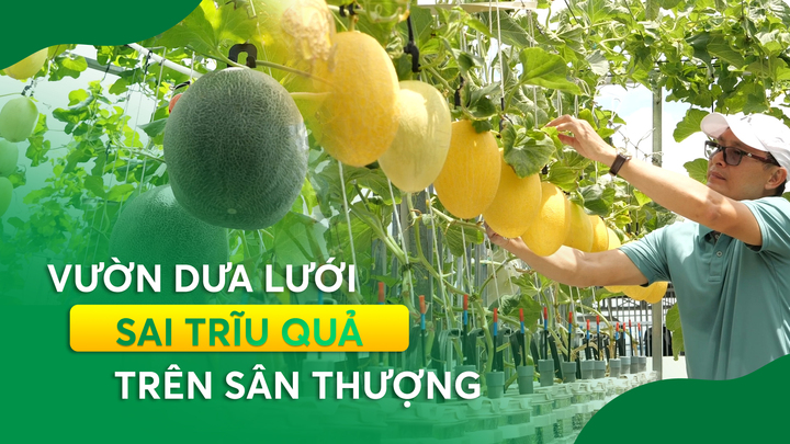 Nông nghiệp đô thị: Vườn dưa lưới sai trĩu quả trên sân thượng