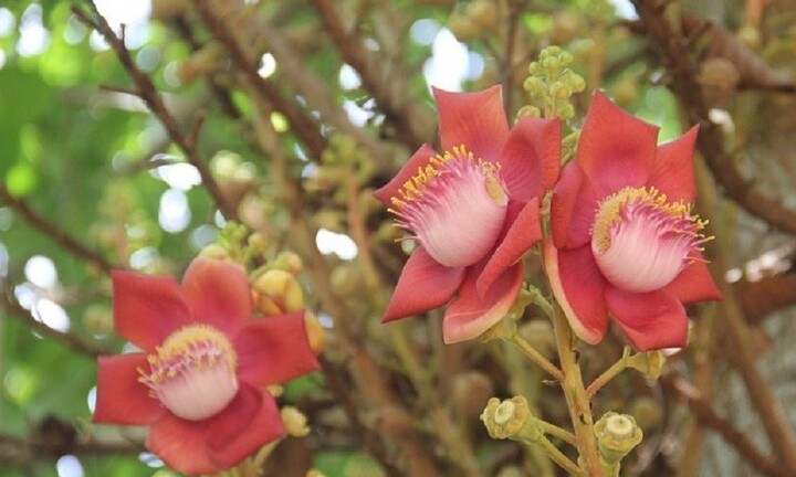 Có nên trồng cây sala trước nhà?